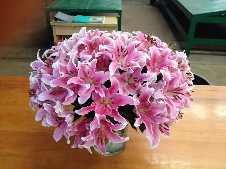 Pink Lilies - Shirohana Flowers