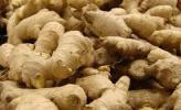 Seed Ginger with ginger farming instruction