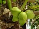 Treatment for mits diseases & small nuts in coconut cultivation