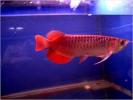 Super red arowana and chilli red