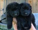 Lion Shepherd Puppies In Kandy