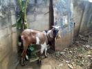 Male Goat For Sale