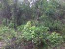 14 Acres Land for Sale in Habarana